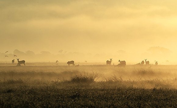 Morning mist - Kafue NP