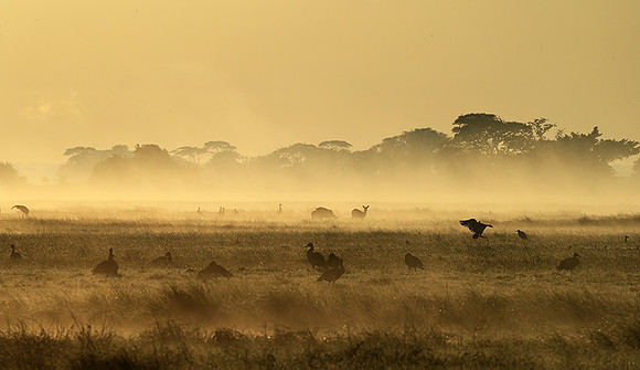 Morning mist - Kafue NP