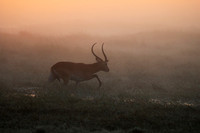 Morning mist in Kafue NP