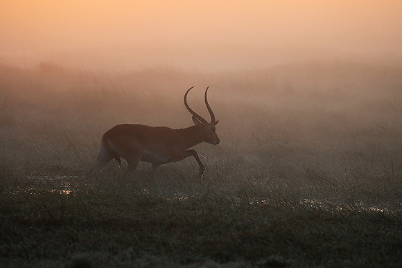Morning mist in Kafue NP