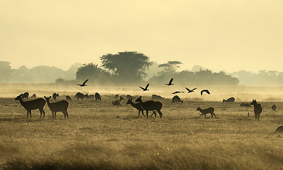 Morning mist in Kafue NP