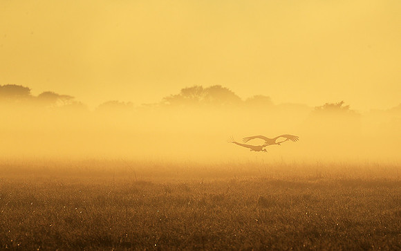 Morning mist in Kafue NP