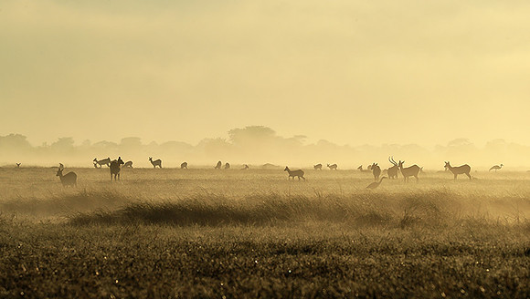 Morning mist in Kafue NP
