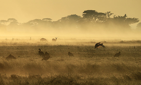 Morning mist - Kafue NP
