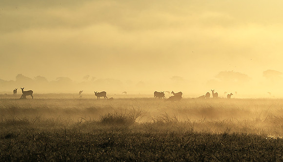 Morning mist in Kafue NP
