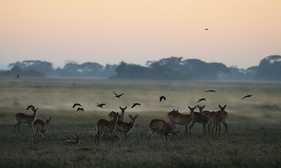 Morning mist in Kafue NP