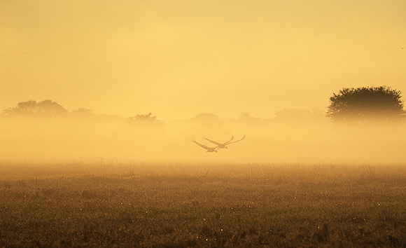 Morning mist in Kafue NP