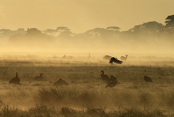 Morning mist - Kafue NP