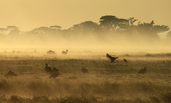 Morning mist - Kafue NP