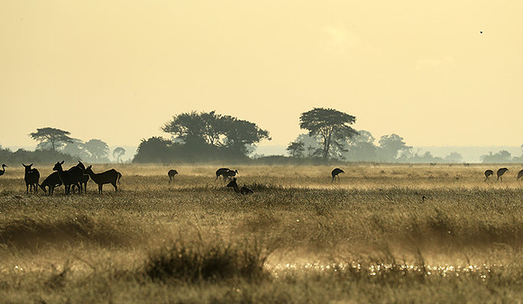 Morning mist in Kafue NP