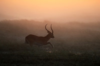 Morning mist in Kafue NP