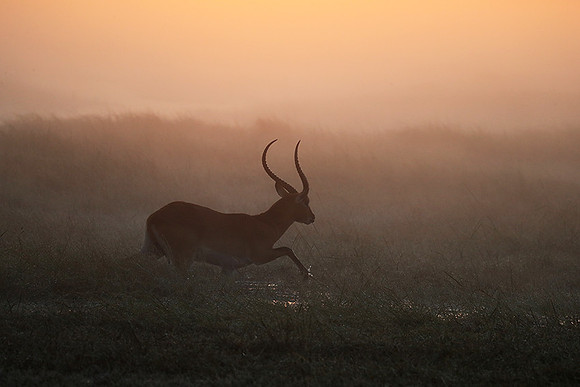 Morning mist in Kafue NP