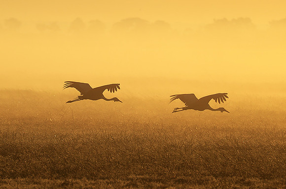 Morning mist in Kafue NP