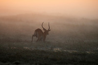 Morning mist in Kafue NP