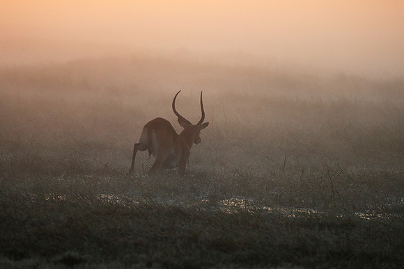 Morning mist in Kafue NP
