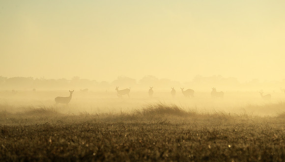 Morning mist in Kafue NP