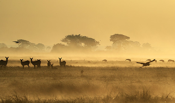 Morning mist - Kafue NP