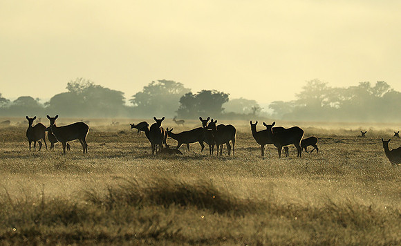 Morning mist in Kafue NP