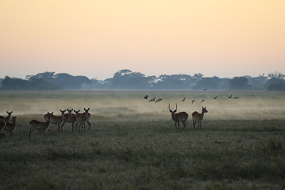 Morning mist in Kafue NP