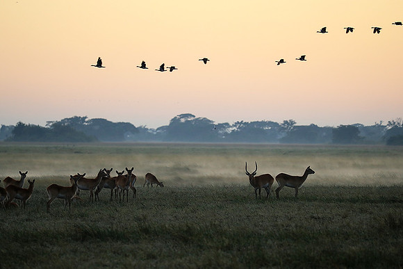 Morning mist in Kafue NP