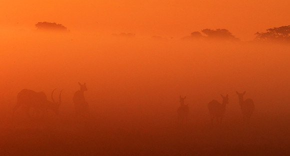 Morning mist - Kafue NP