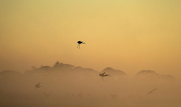 Morning mist in Kafue NP