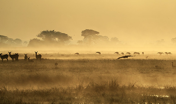 Morning mist in Kafue NP