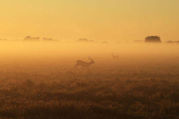 Morning mist - Kafue NP