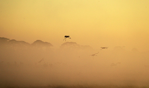 Morning mist in Kafue NP