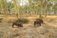 At Parfuri
