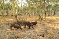 At Parfuri