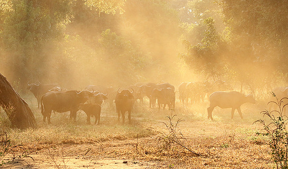 Lower Zambezi