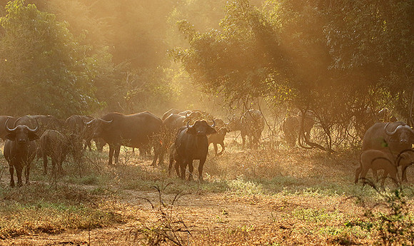 Lower Zambezi
