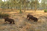 At Parfuri