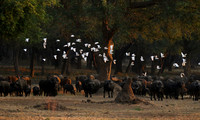 Lower Zambezi