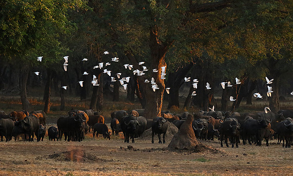 Lower Zambezi