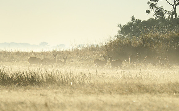 Morning mist in Kafue NP