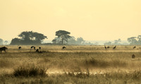 Morning mist in Kafue NP