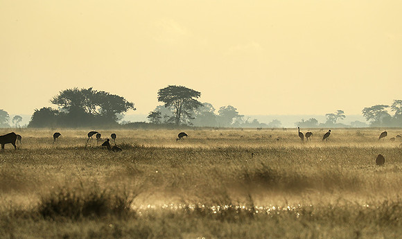 Morning mist in Kafue NP