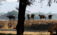 Lower Zambezi