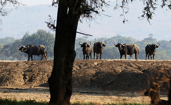 Lower Zambezi