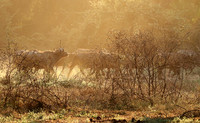 Lower Zambezi