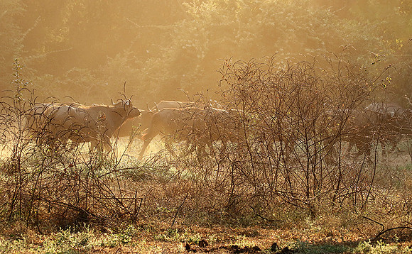 Lower Zambezi