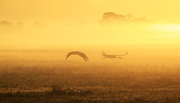 Morning mist in Kafue NP