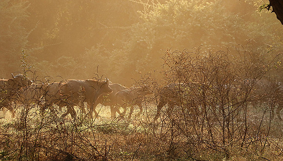 Lower Zambezi