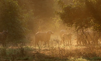 Lower Zambezi