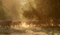 Lower Zambezi