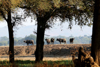 Lower Zambezi