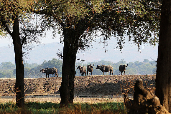 Lower Zambezi