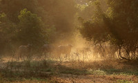 Lower Zambezi